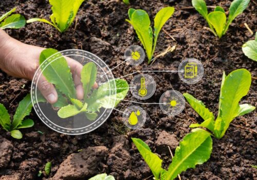 Ciencia agricola y semillas mejoradas
