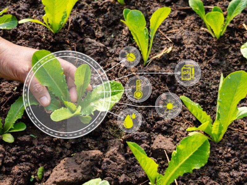 Ciencia agricola y semillas mejoradas